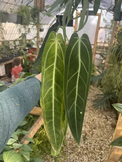 plant/W-9 Anthurium Warocqueanum-0-thumbnail