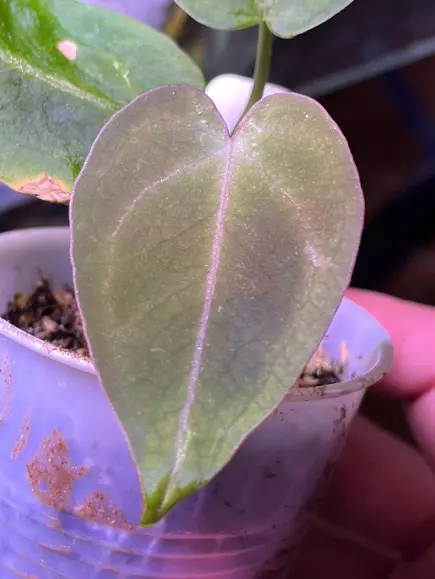 plant/Anthurium NOID-1