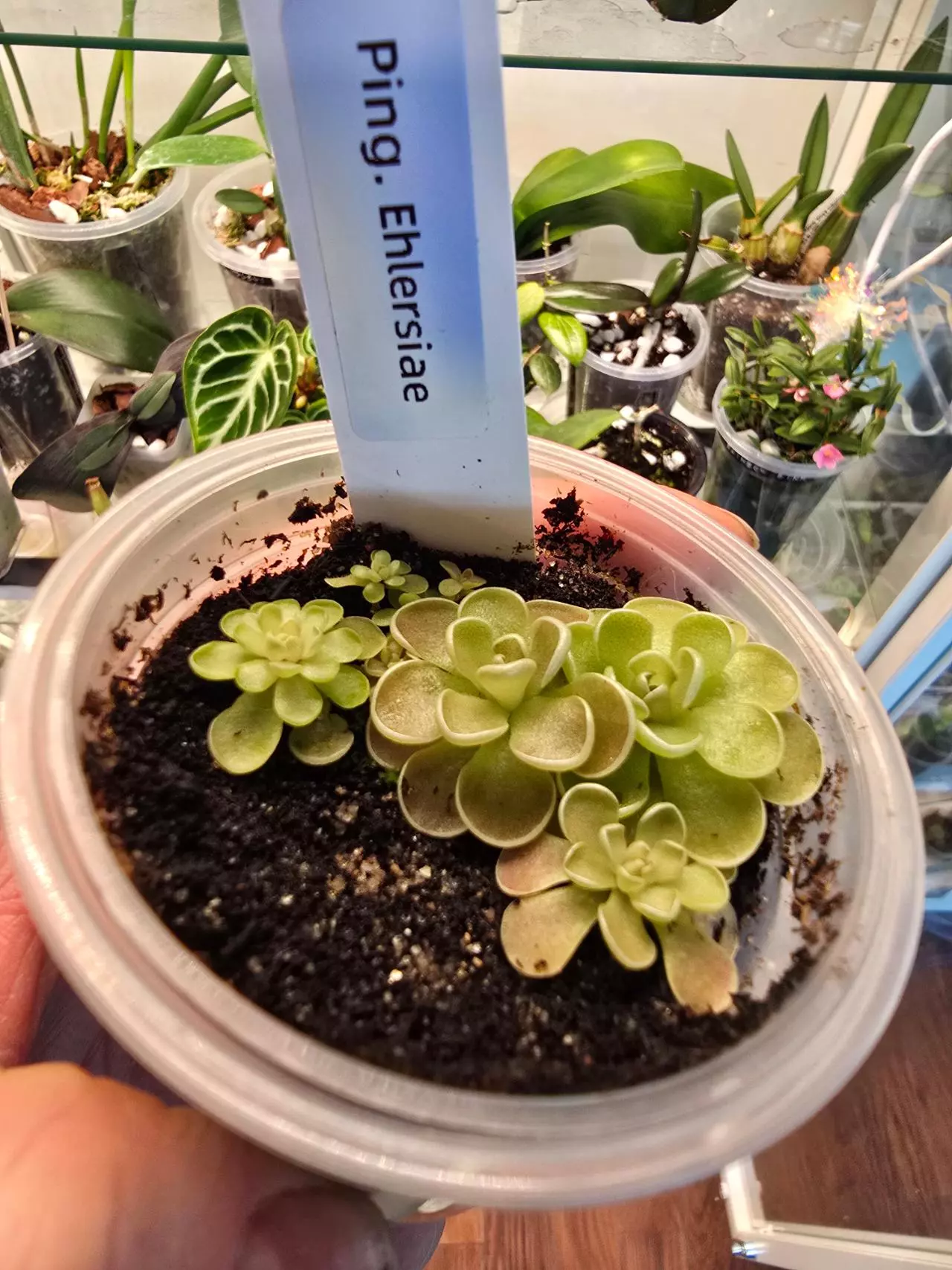 plant/Pinguicula Ehlersiae pup-0