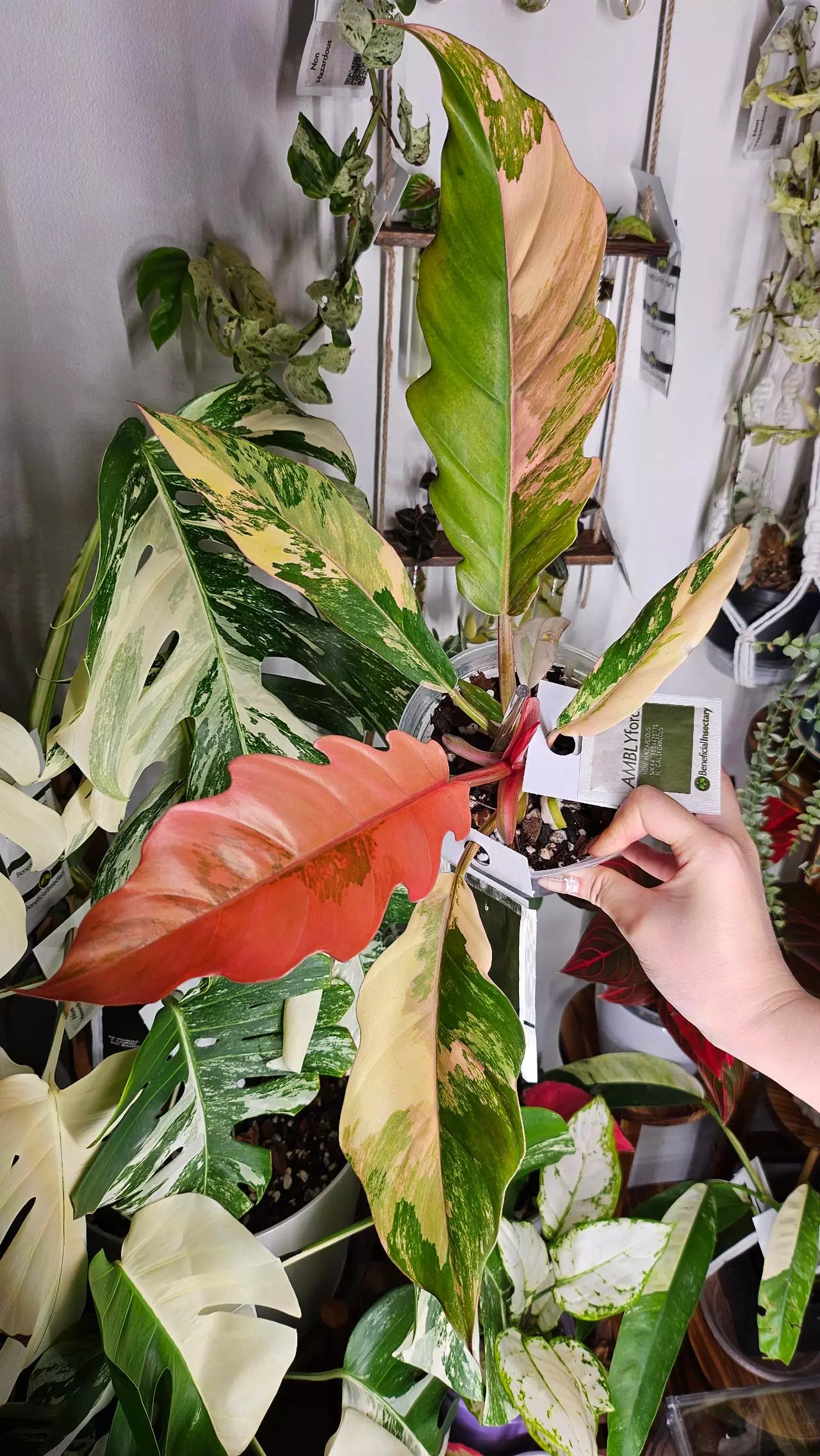 plant/Philodendron Caramel Marble-0