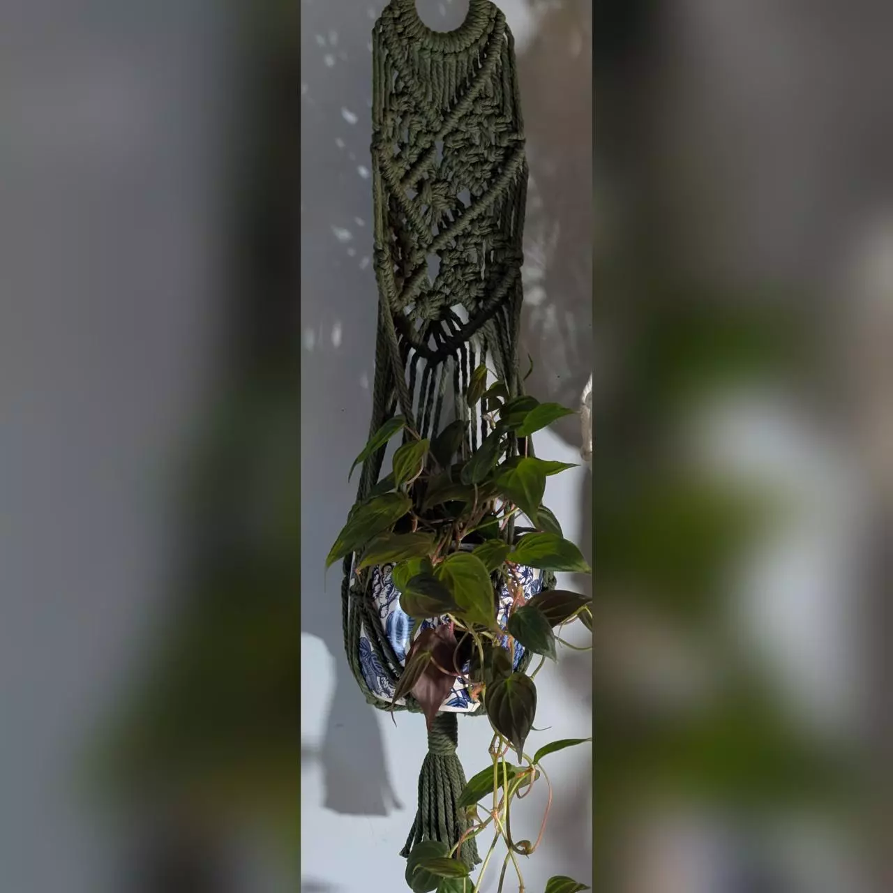 plant/#441 6-diamond pattern, your color choice-0