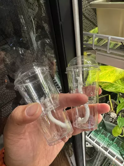 plant/Self Watering Prop Cup (extra aeration)-0-thumbnail