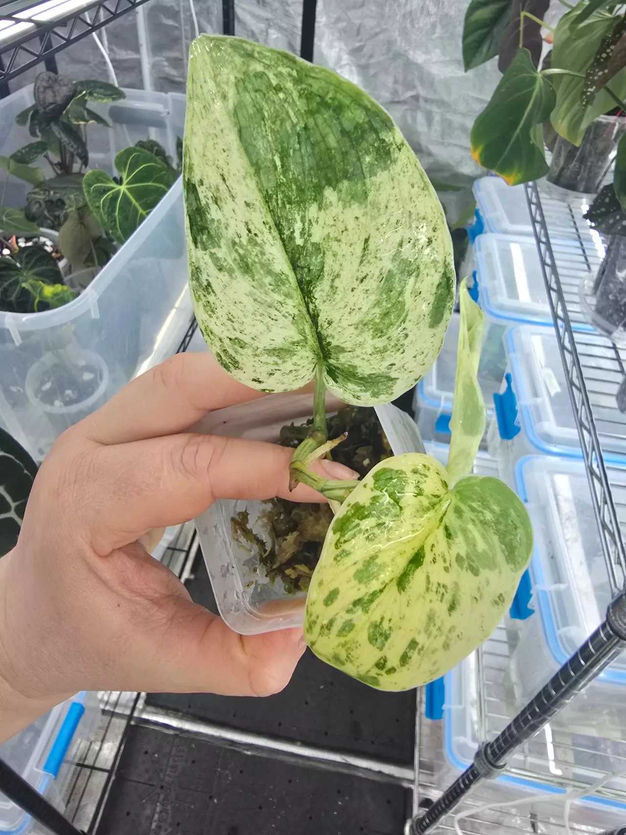 plant/Scindapsus Halimoon - well rooted, high variegation-1