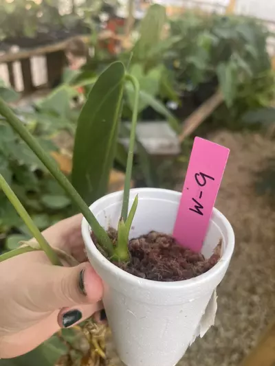 plant/W-9 Anthurium Warocqueanum-1-thumbnail