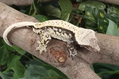 plant/Pinot-0-thumbnail