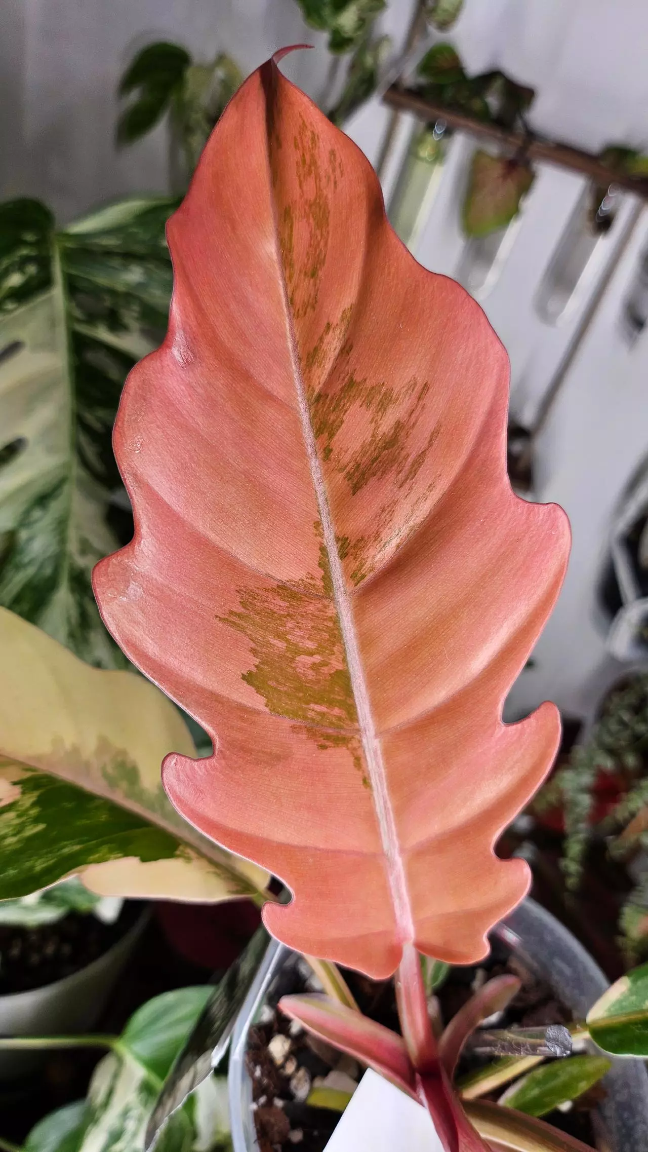 plant/Philodendron Caramel Marble-1