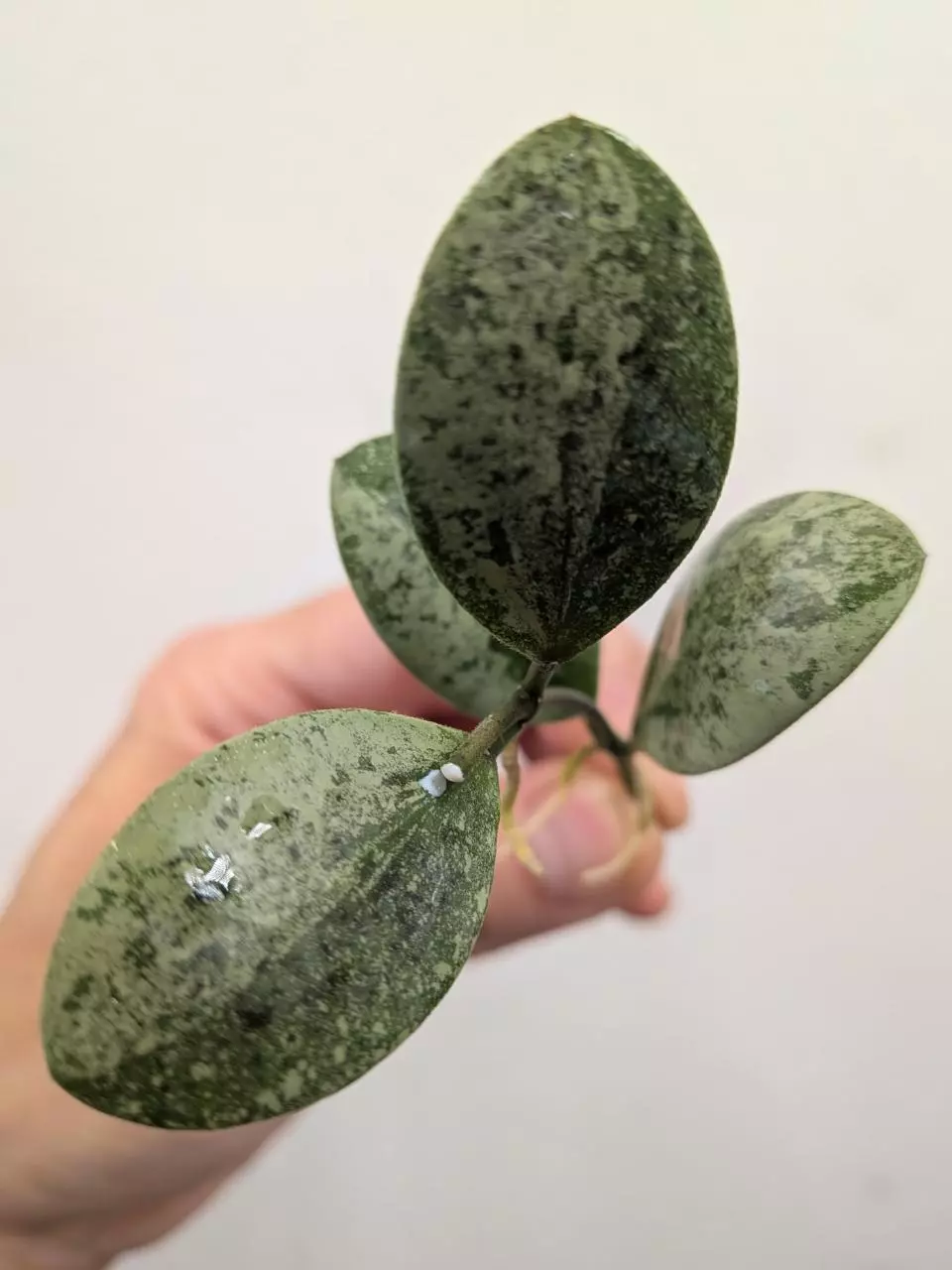 plant/Hoya ets-10 (silver) unrooted cutting ✂️-0