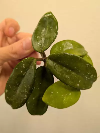 plant/Hoya wildflower-0-thumbnail