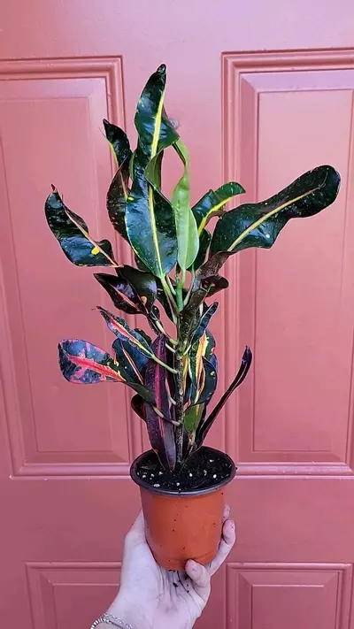 plant/Croton Banana 4" pot-3-thumbnail