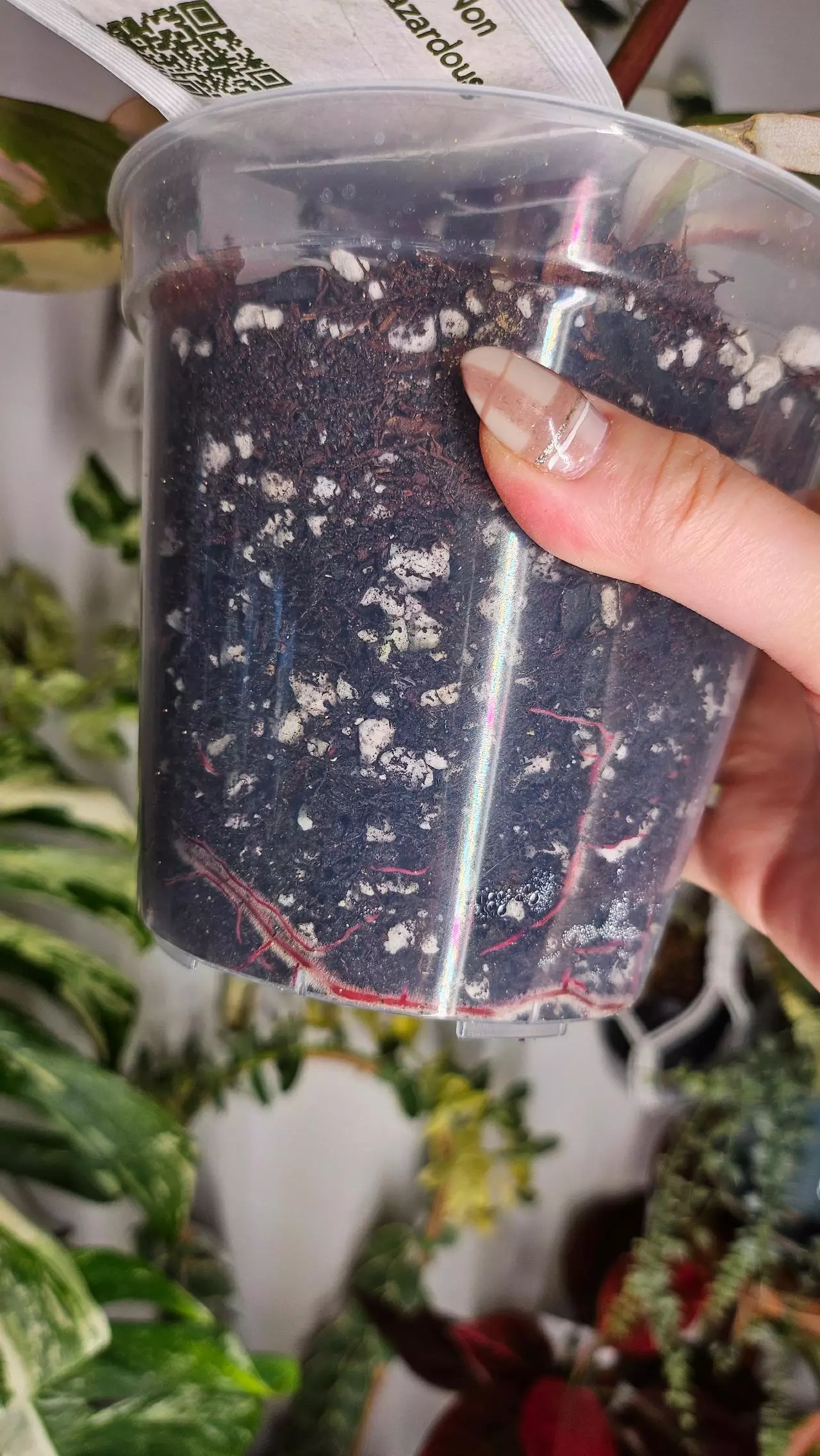 plant/Philodendron Caramel Marble-5