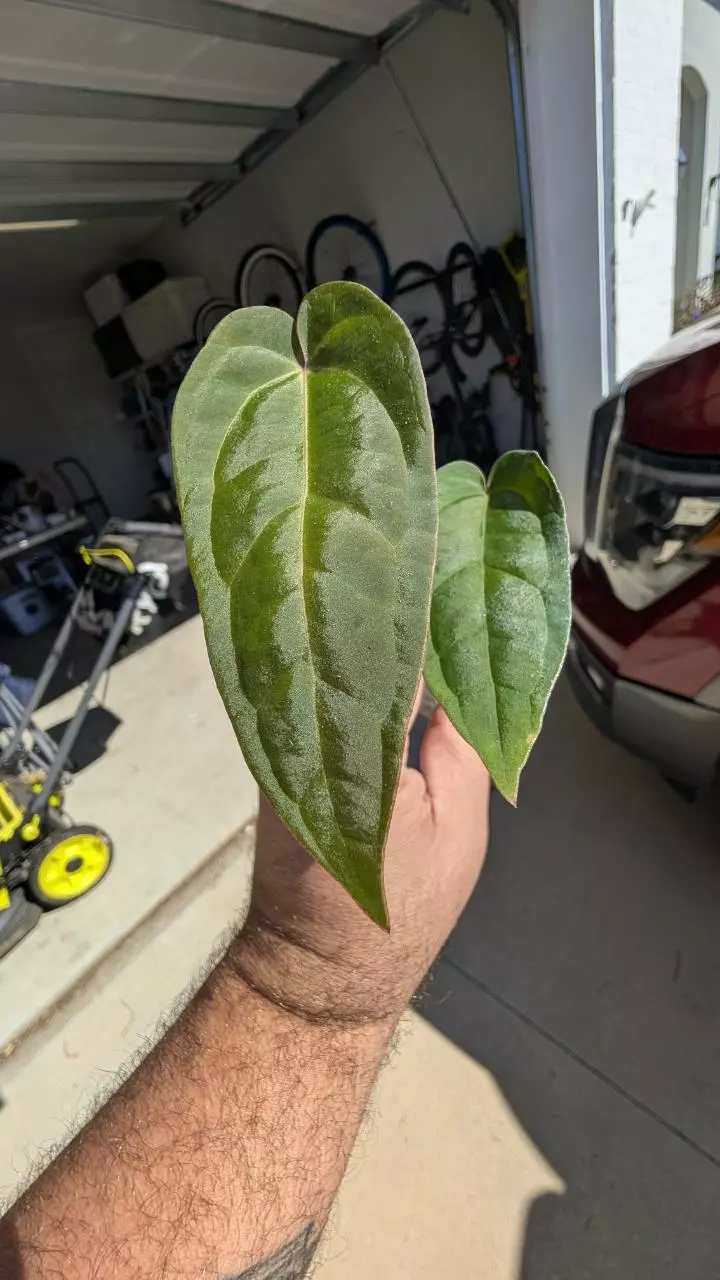 plant/Tim Anderson crystal mag x Tim's black) x open-1