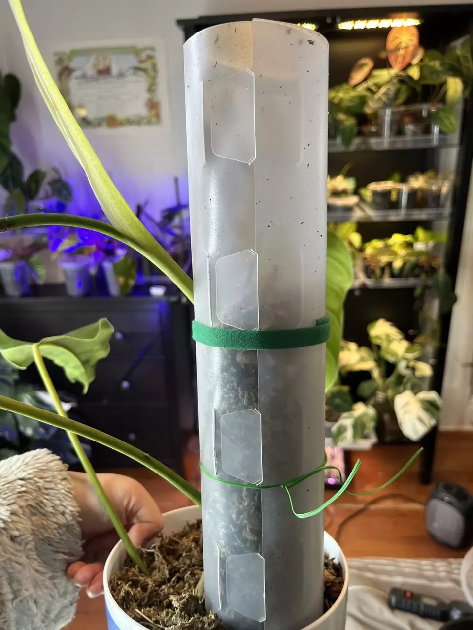 plant/Moss pole (with or without moss)-1