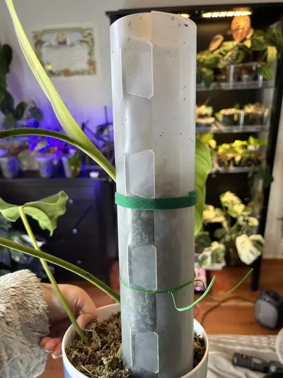 plant/Moss pole (with or without moss)-1-thumbnail