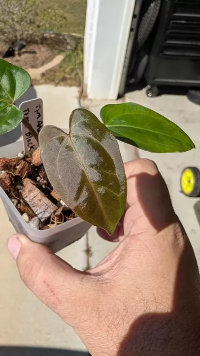 plant/(Tim Anderson crystal mag x Tim's black) x open-0-thumbnail