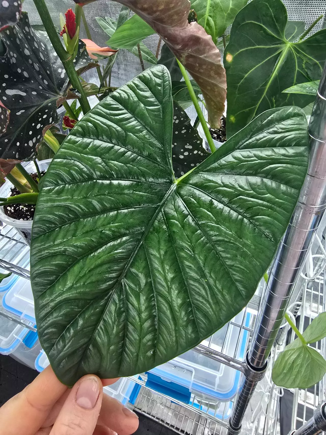 plant/Alocasia Lukiwan Corm-0