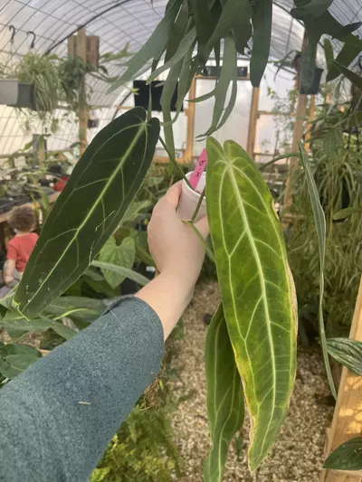 plant/W-9 Anthurium Warocqueanum-2-thumbnail