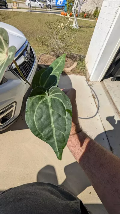 plant/Rotundatum x Dr block purple-2-thumbnail