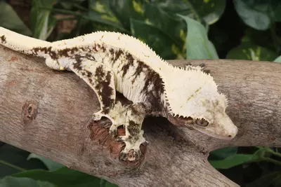 plant/Parceval-0-thumbnail