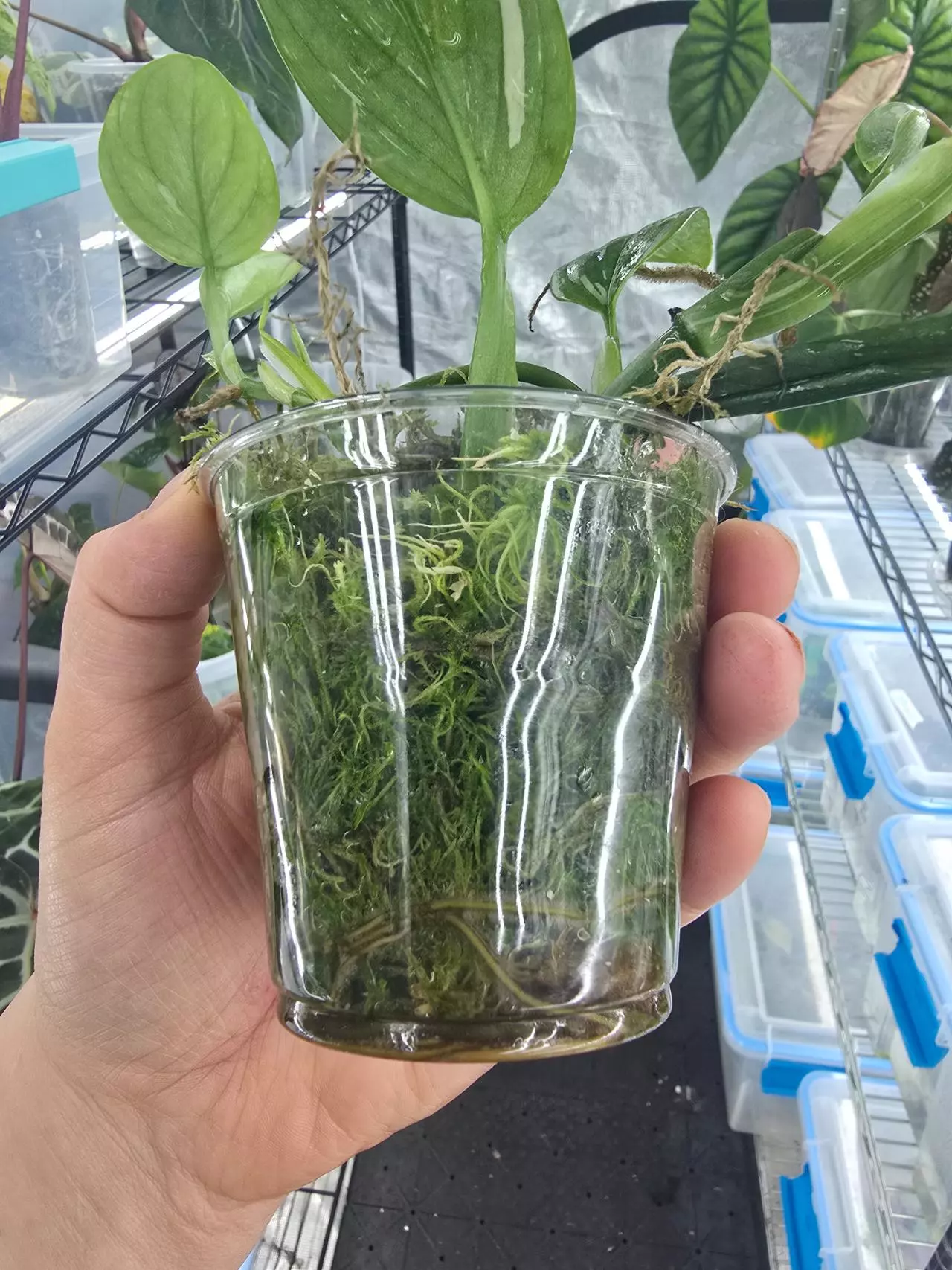 plant/Monstera Standleyana Albo-1