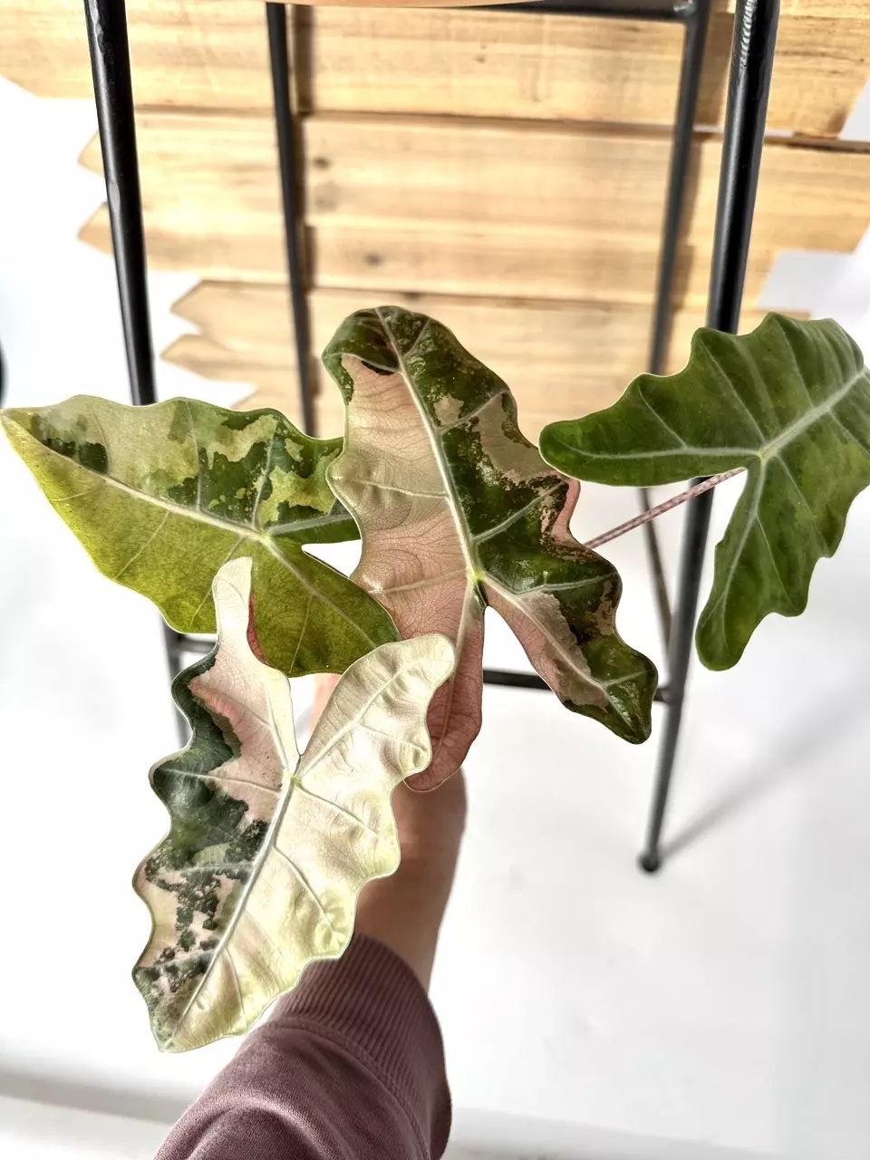 plant/CORM-Pink Pseudo Sanderiana-0