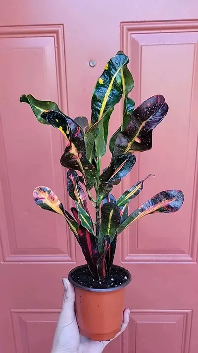 plant/Croton Banana 4" pot-2-thumbnail