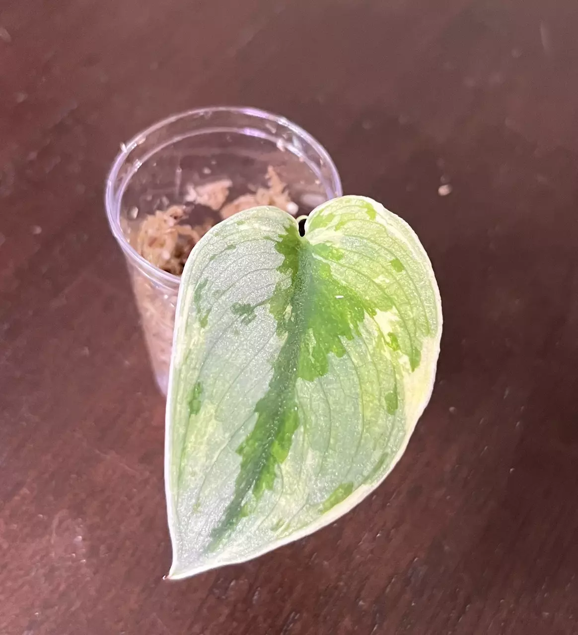 plant/Scindapsus exotica variegated-0