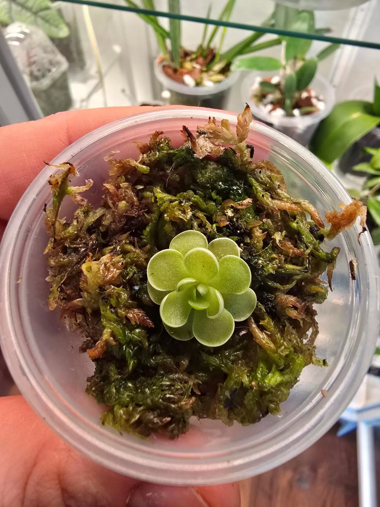 plant/Pinguicula Ehlersiae pup-1