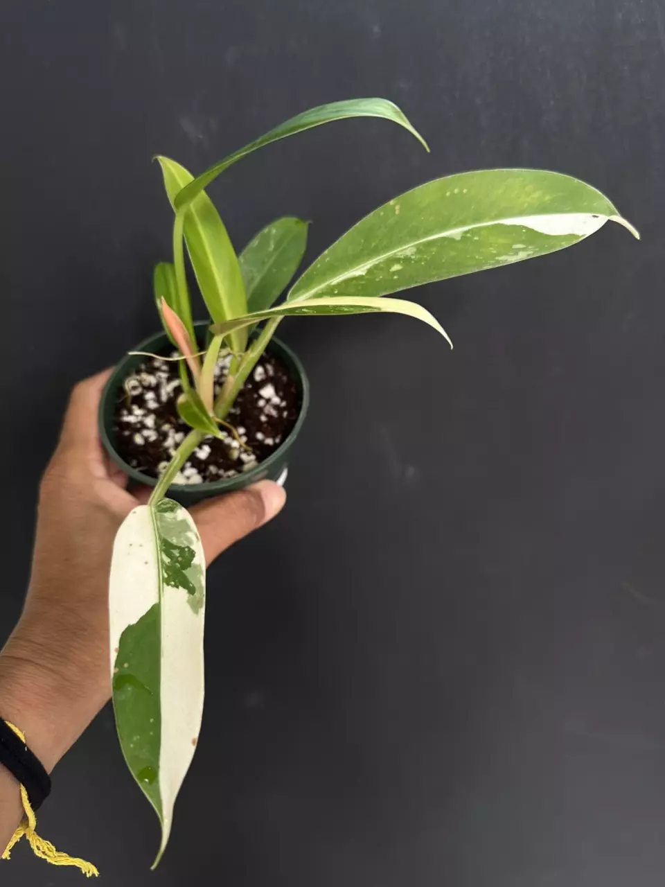 plant/Philodendron Wend-Imbe 59-0