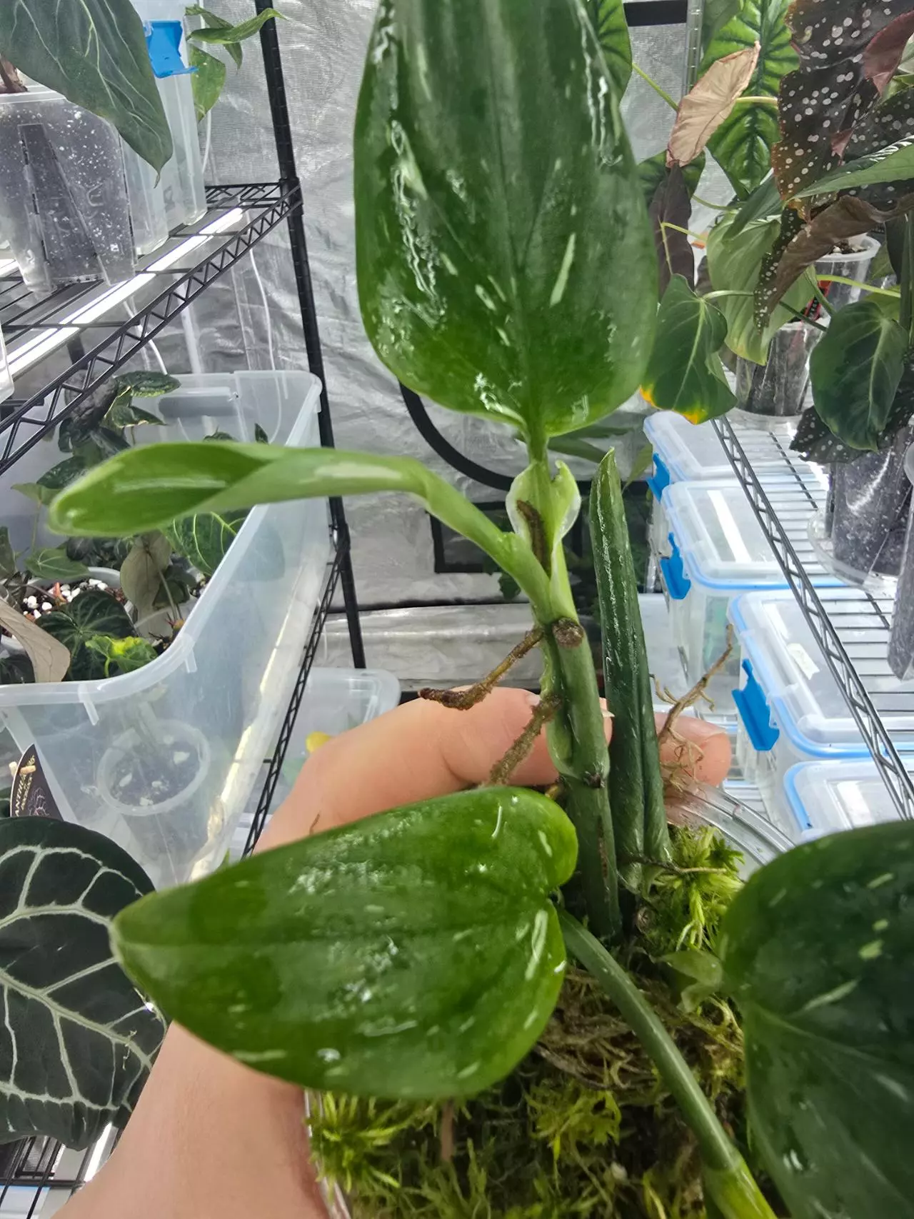 plant/Monstera Standleyana Albo-3