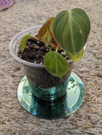 plant/Philodendron Lux Chocco #191-1-thumbnail