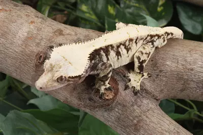 plant/Parceval-2-thumbnail