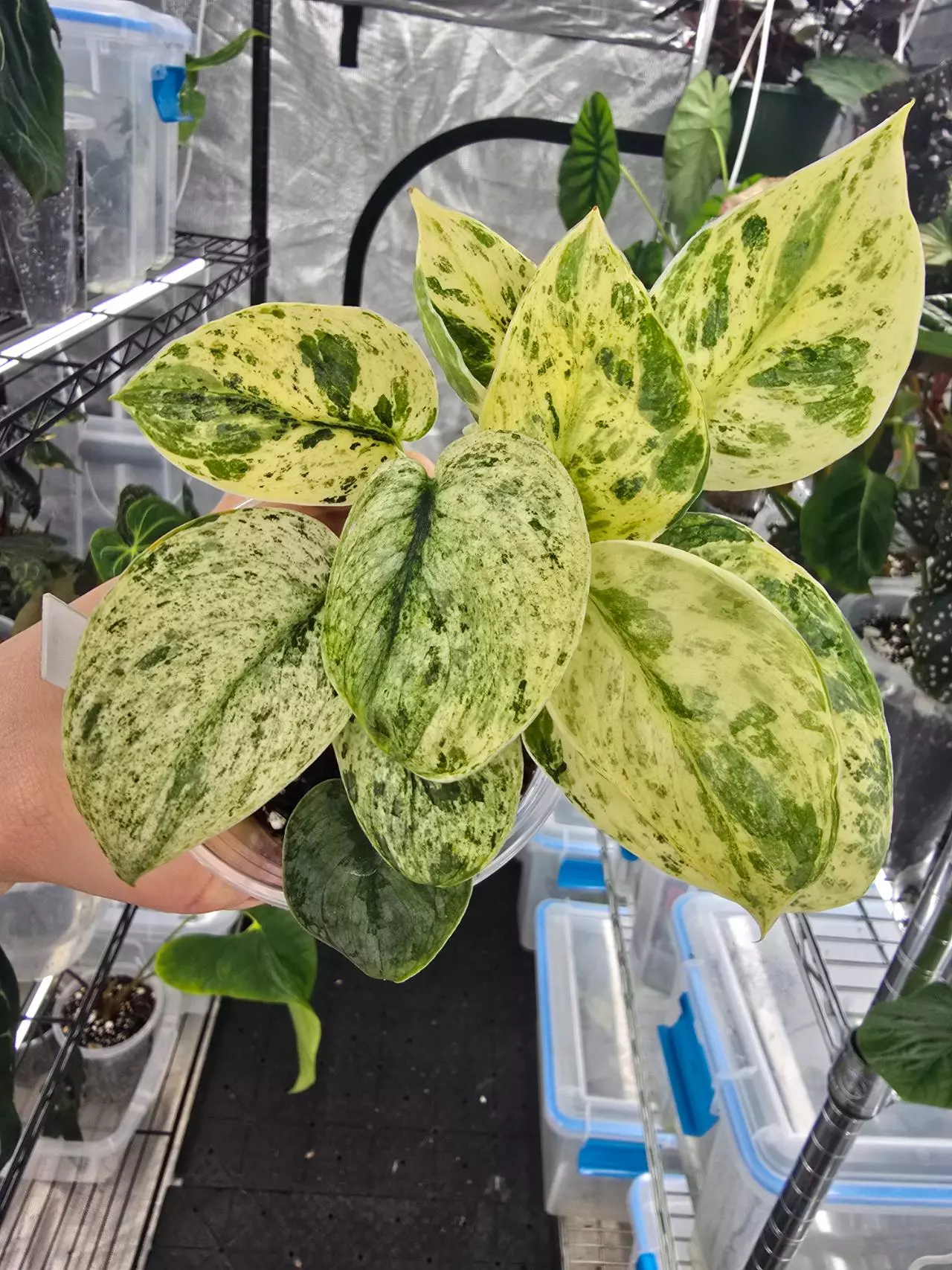 plant/Scindapsus Halimoon - well rooted, high variegation-0