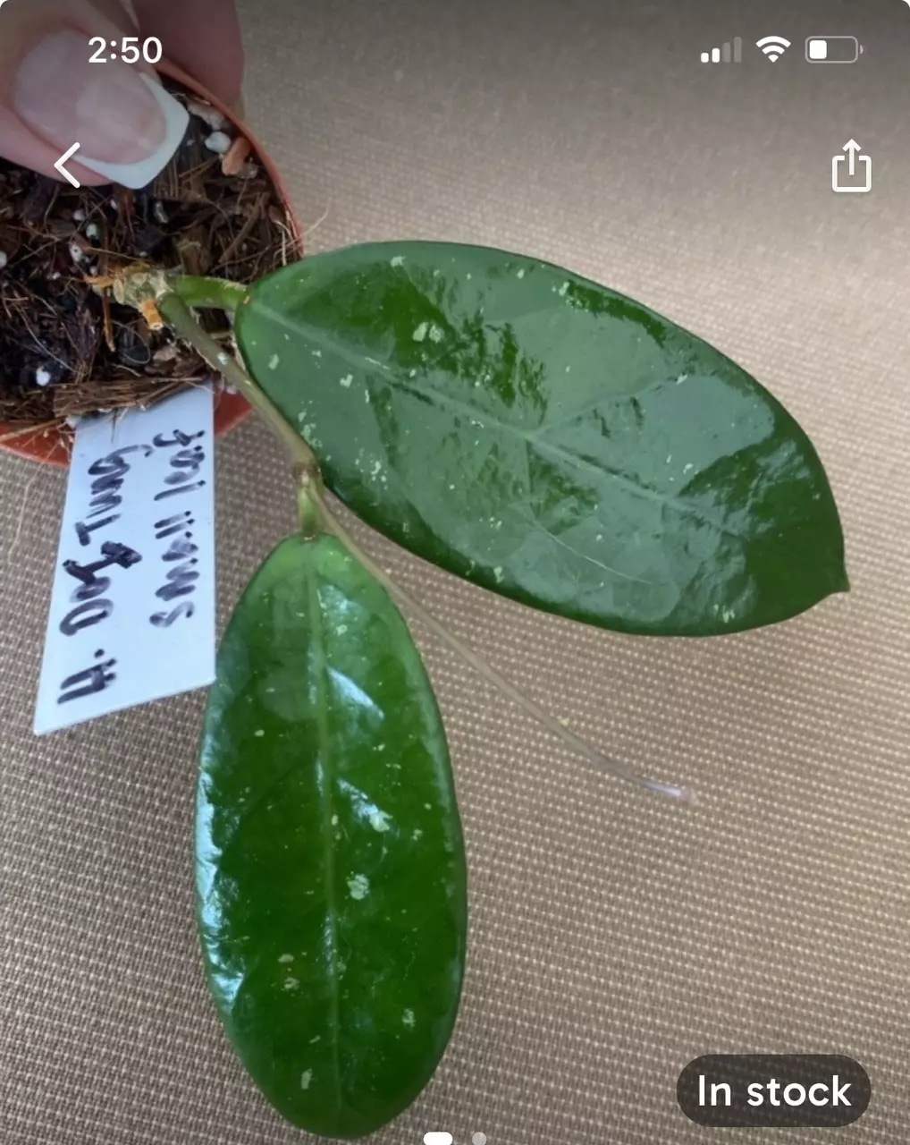 plant/#72 Doi Tung small leaf-0