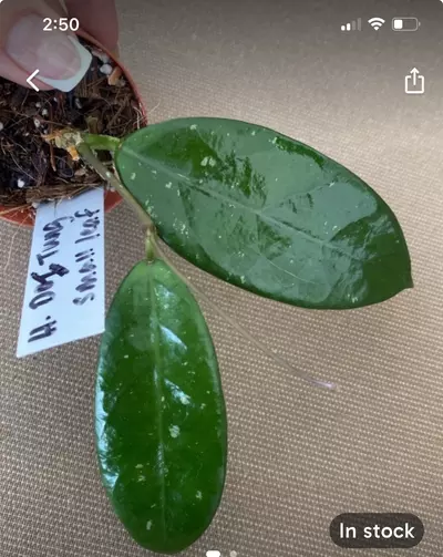 plant/#72 Doi Tung small leaf-0-thumbnail