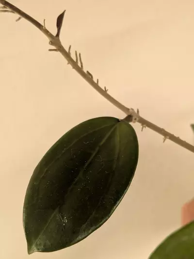 plant/Hoya sp001-2-thumbnail