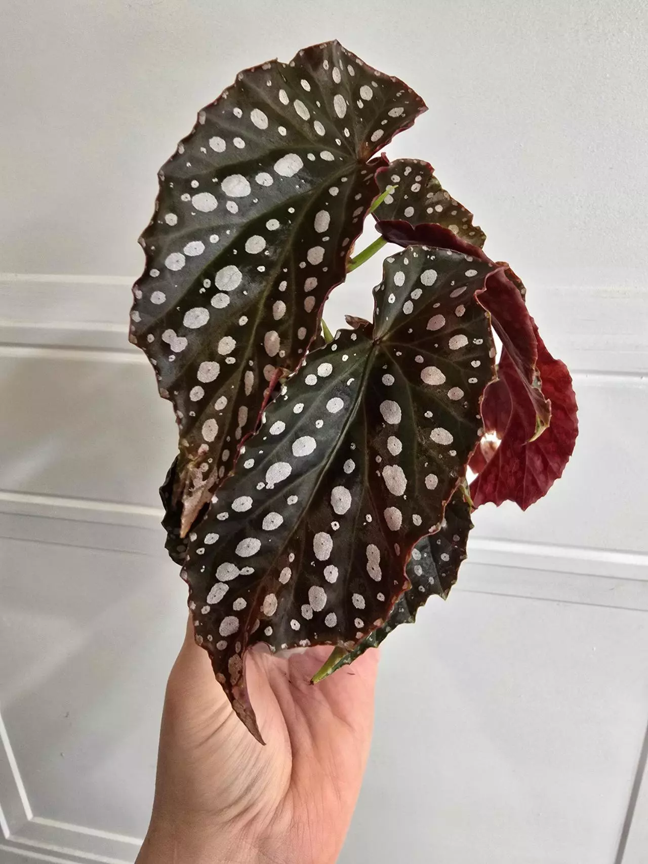 plant/Begonia Harmony's Silver tip-0