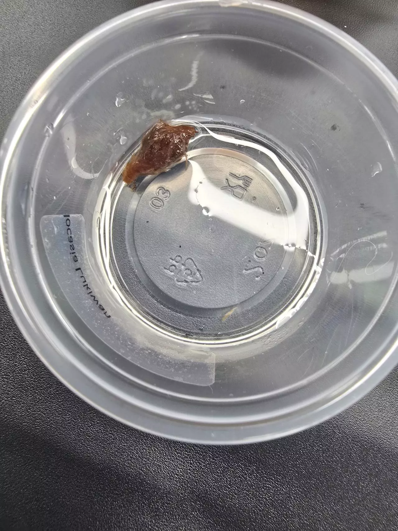 plant/Alocasia Lukiwan Corm-1