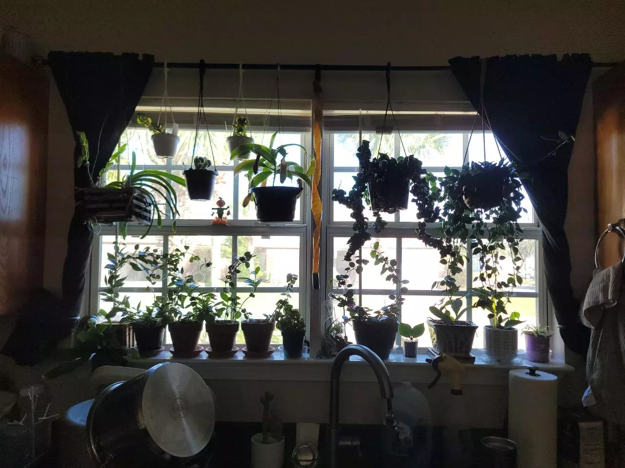 free_shipping/Hold for 1 week (due to winter weather)-0