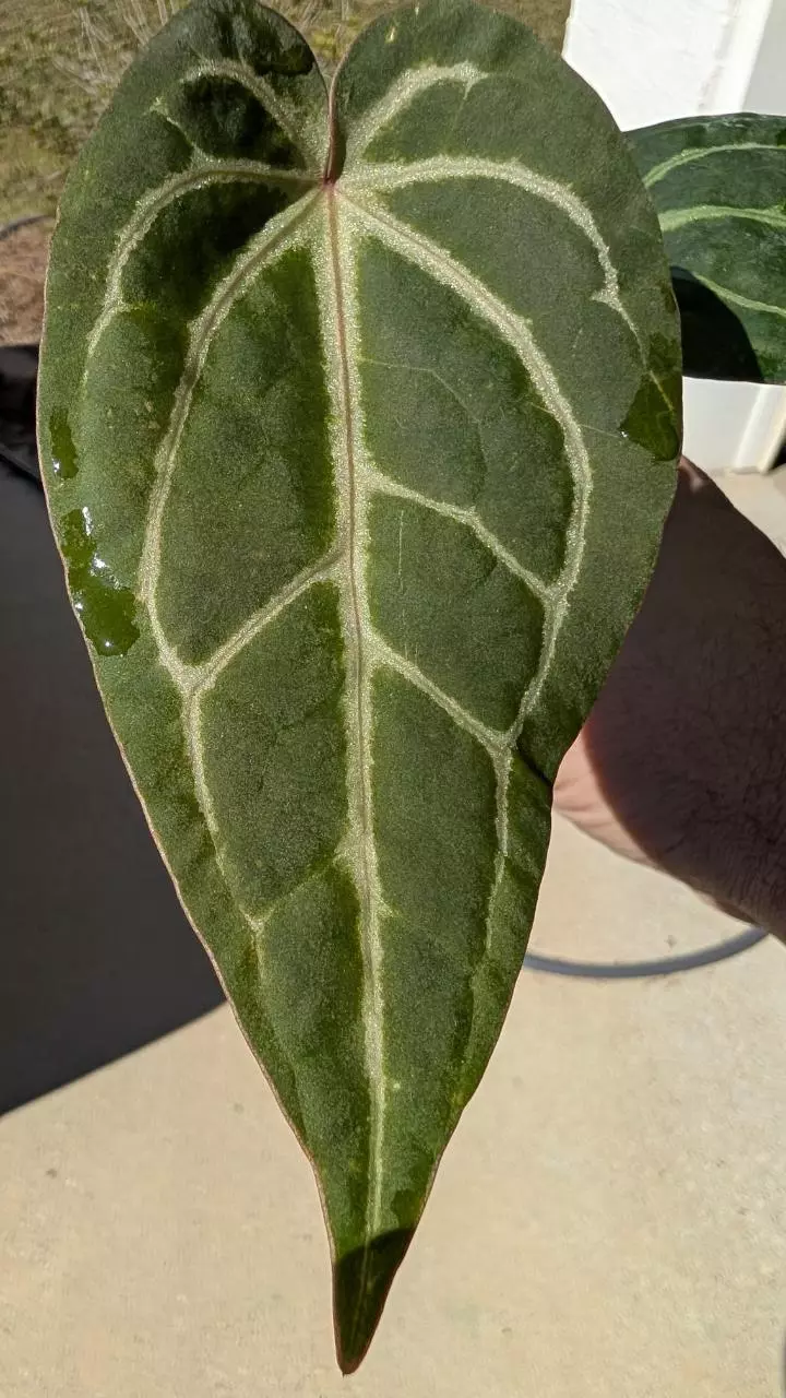 plant/Rotundatum x Dr block purple-1