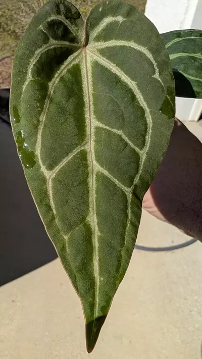 plant/Rotundatum x Dr block purple-1-thumbnail