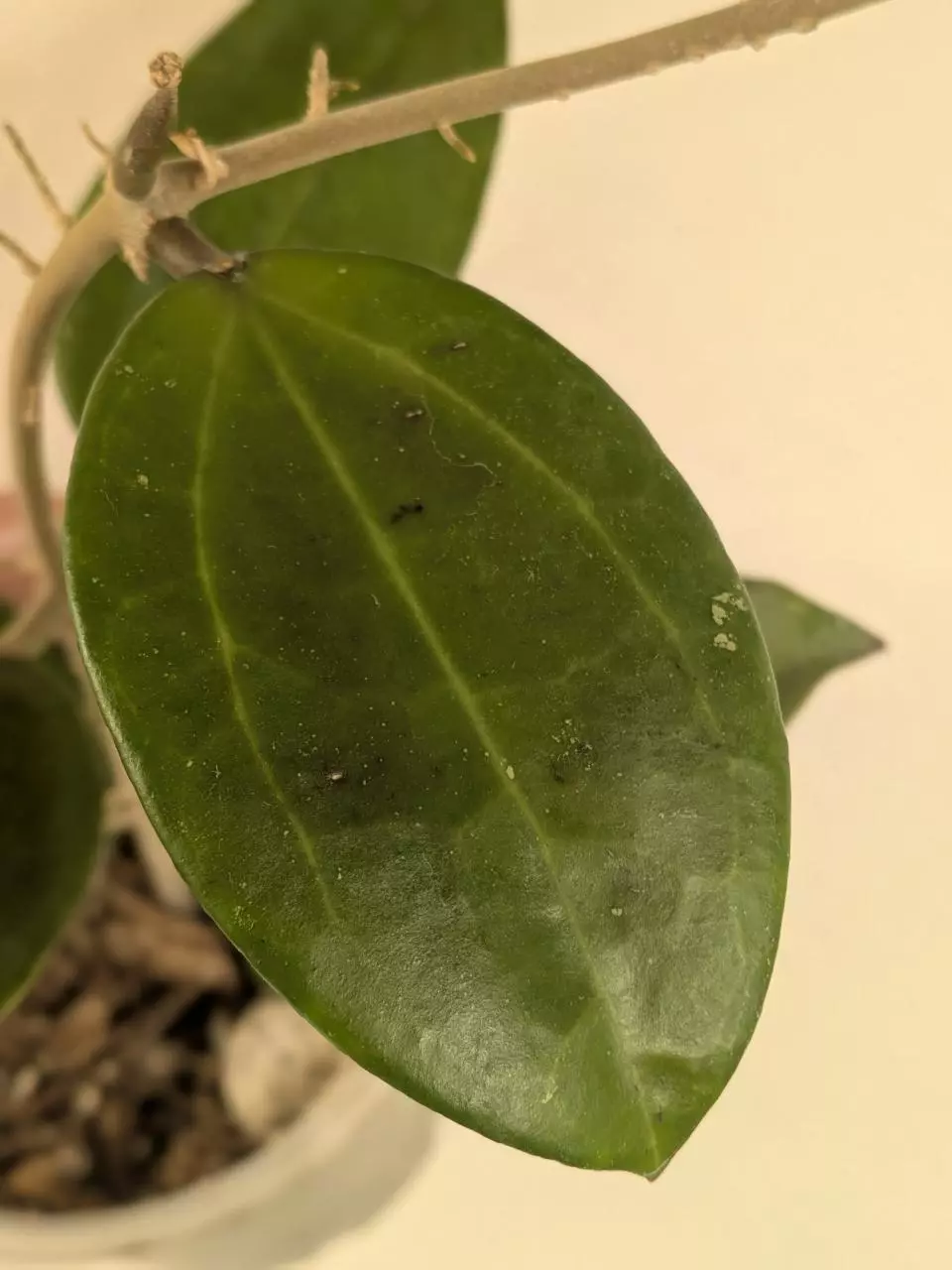 plant/Hoya sp001-1