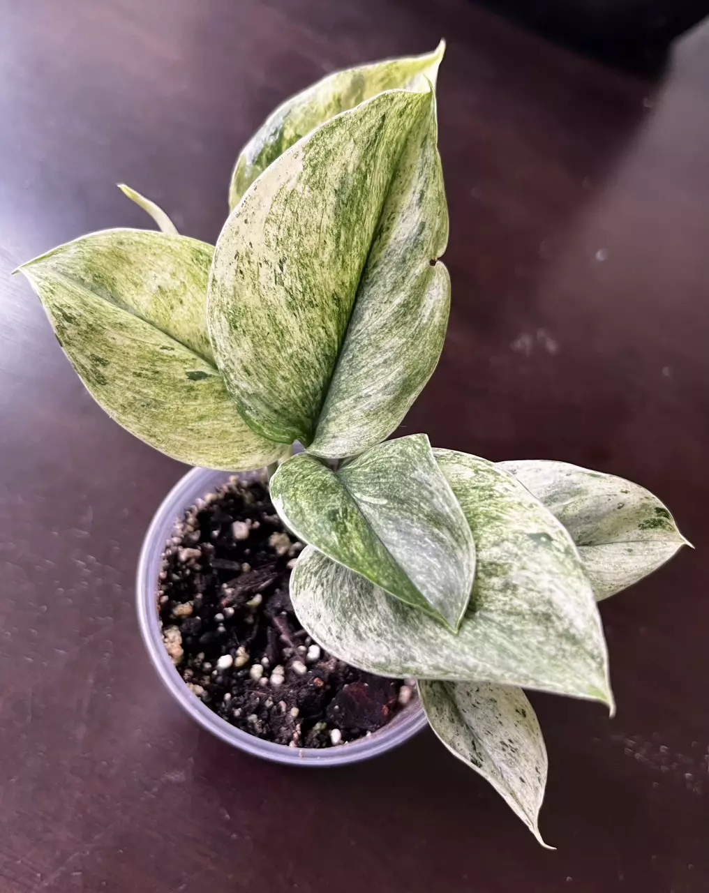 plant/Scindapsus jade satin marble-0