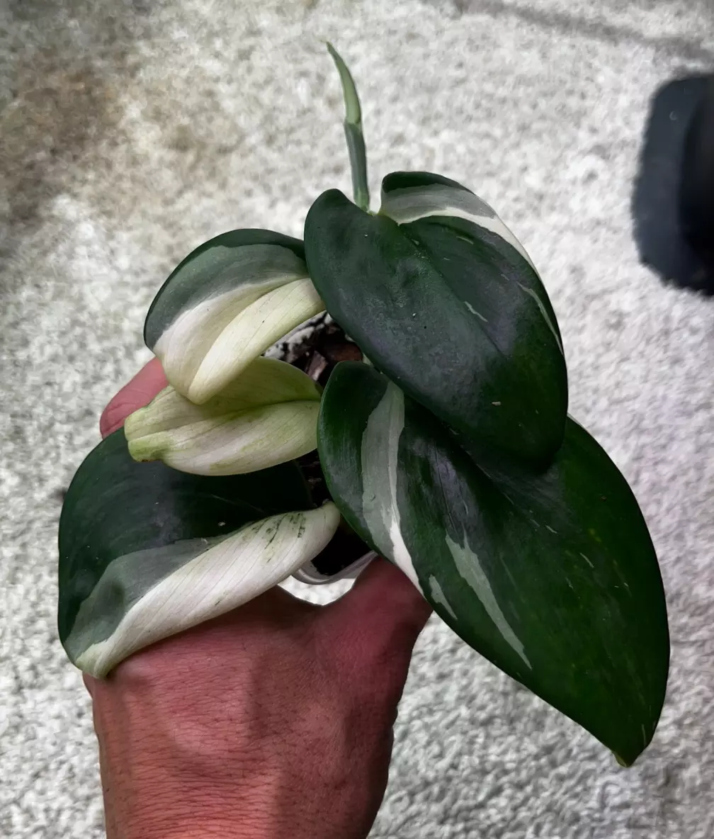 plant/Scindapsus treubii moonlight albo-0