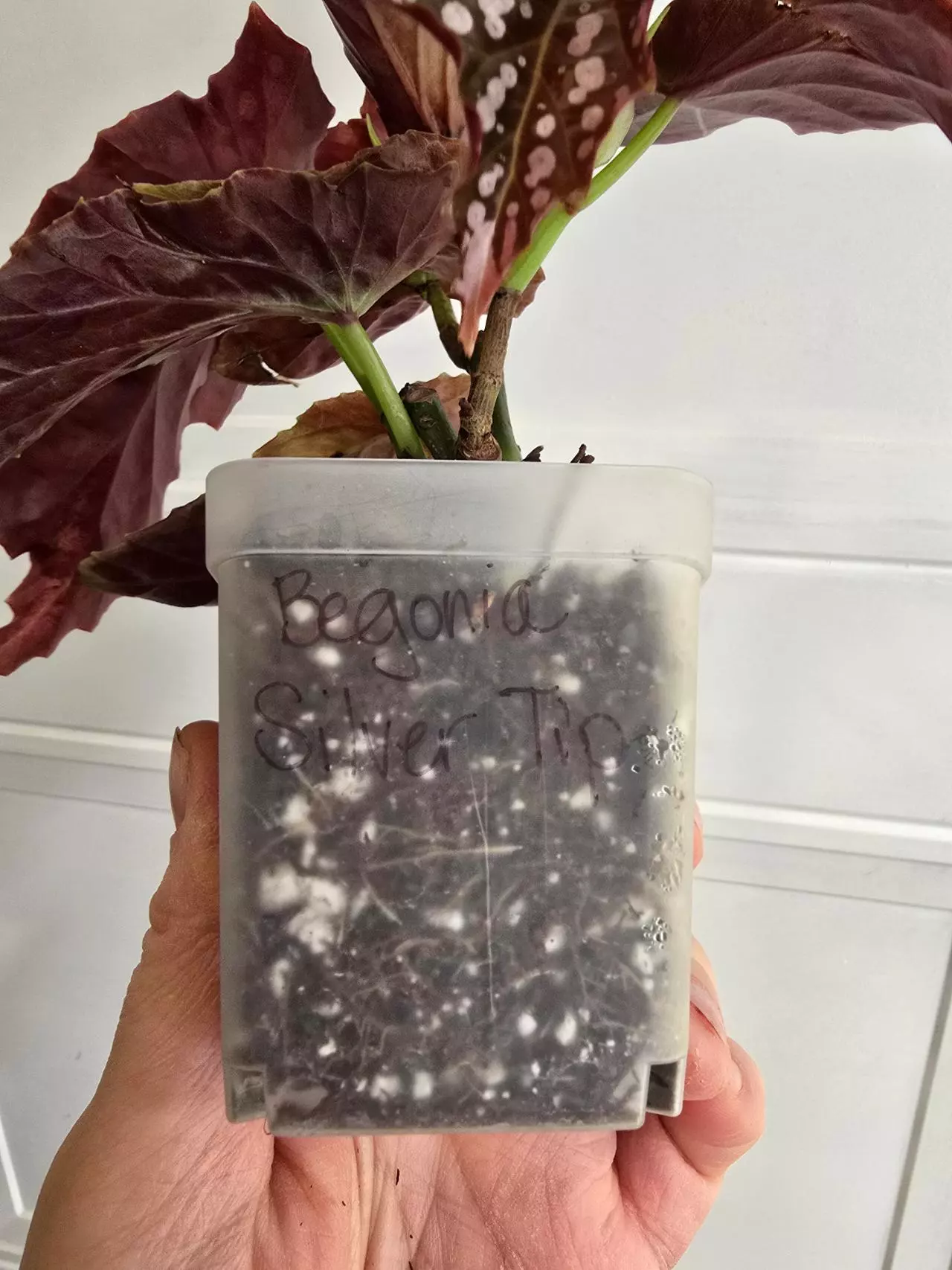 plant/Begonia Harmony's Silver tip-1