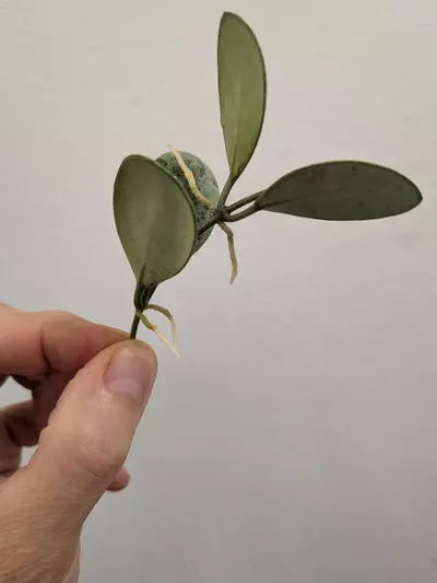 plant/Hoya ets-10 (silver) unrooted cutting ✂️-1-thumbnail