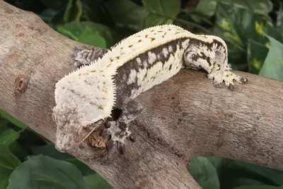 plant/Pinot-2-thumbnail