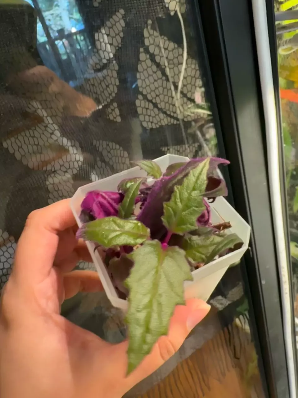 plant/Purple Passion-0