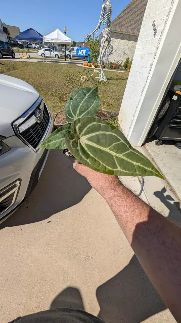 plant/Rotundatum x Dr block purple-3