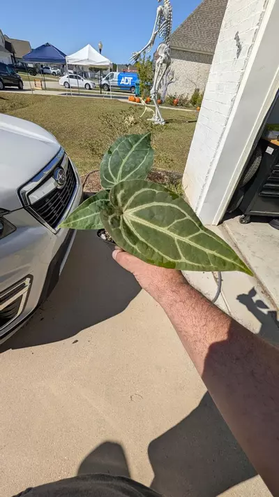 plant/Rotundatum x Dr block purple-3-thumbnail