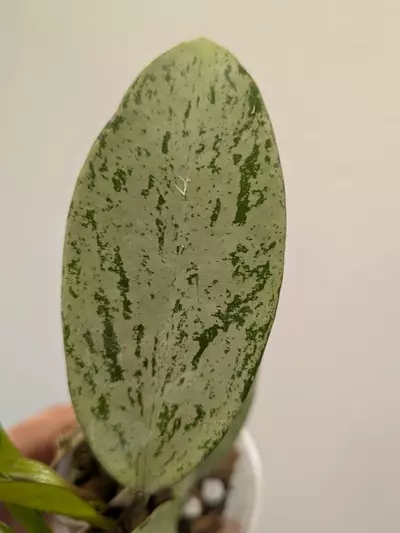 plant/Hoya pubicalyx pink silver ghost 👻 🩷-1-thumbnail